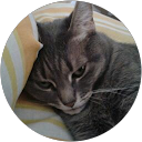 Juan Castro Jr profile picture